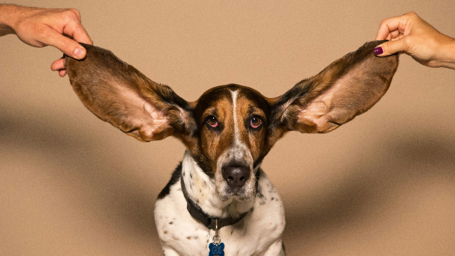 Roaring Kitty Is Betting Big On Chewy (NYSE: CHWY). Should You Care?