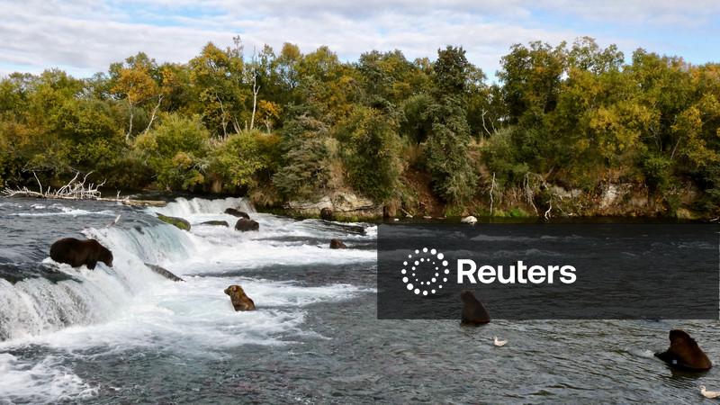 Alaska sued over aerial hunting of bears to protect caribou