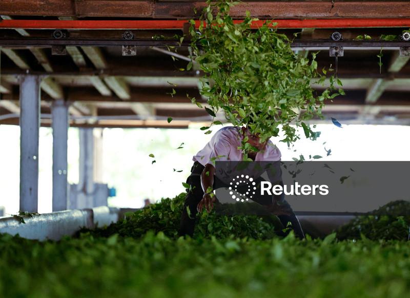 Trump tariff rollback offers relief for Indian farmers