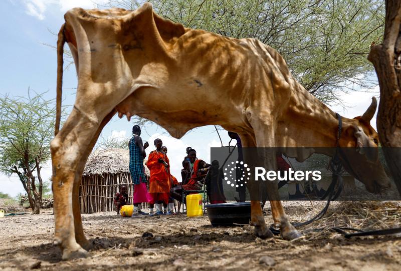 Drought spreads beyond Kenya's arid north, plunging herders into crisis