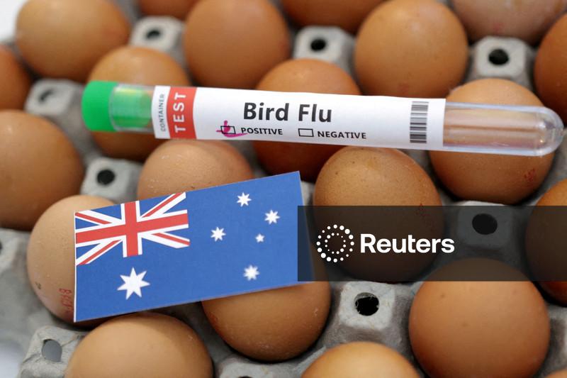 Australia confirms H5N1 bird flu case in Australian seabird for first time