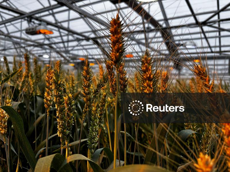 Exclusive-Syngenta targets valuation of at least $66 billion in Hong Kong IPO, people say